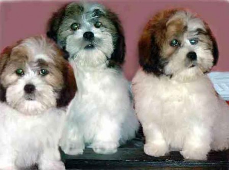 CACHORRO Lhassa Apso PRECIO 230 DISPONIBLE SOLO MACHOS