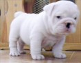 Bulldog Inglés  PRECIO VENTA  300 EUROS  DISPONIBLE MACHO Y HEMBRA