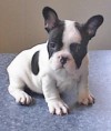 Bulldog Frances PRECIO VENTA 300 EUROS DISPONIBLE MACHO Y HEMBRA