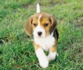 Beagle CACHORRO DISPONIBLE MACHO Y HEMBRA PRECIO 275 EUROS