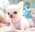 cachorro Chihuahua PRECIO 375 EUROS DISPONIBLE MACHO Y HEMBRA