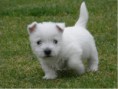 Cachorro West Highland White Terrier DISPONIBLE MACHOS PRECIO 250 EUROS