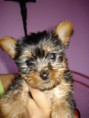 CACHORRO Yorkshire Terrier PRECIO 280 EUROS DISPONIBLE MACHOS Y HEMBRAS