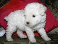 CACHORRO CANICHE PRECIO 280 EUROS DISPONIBLE SOLO MACHOS 