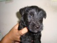 CACHORROS Scottish Terrier DISPONIBLE SOLO MACHOS PRECIO 220 EUROS
