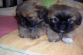 cachorro Pekines PRECIO 300 EUROS DISPONIBLE SOLO MACHOS